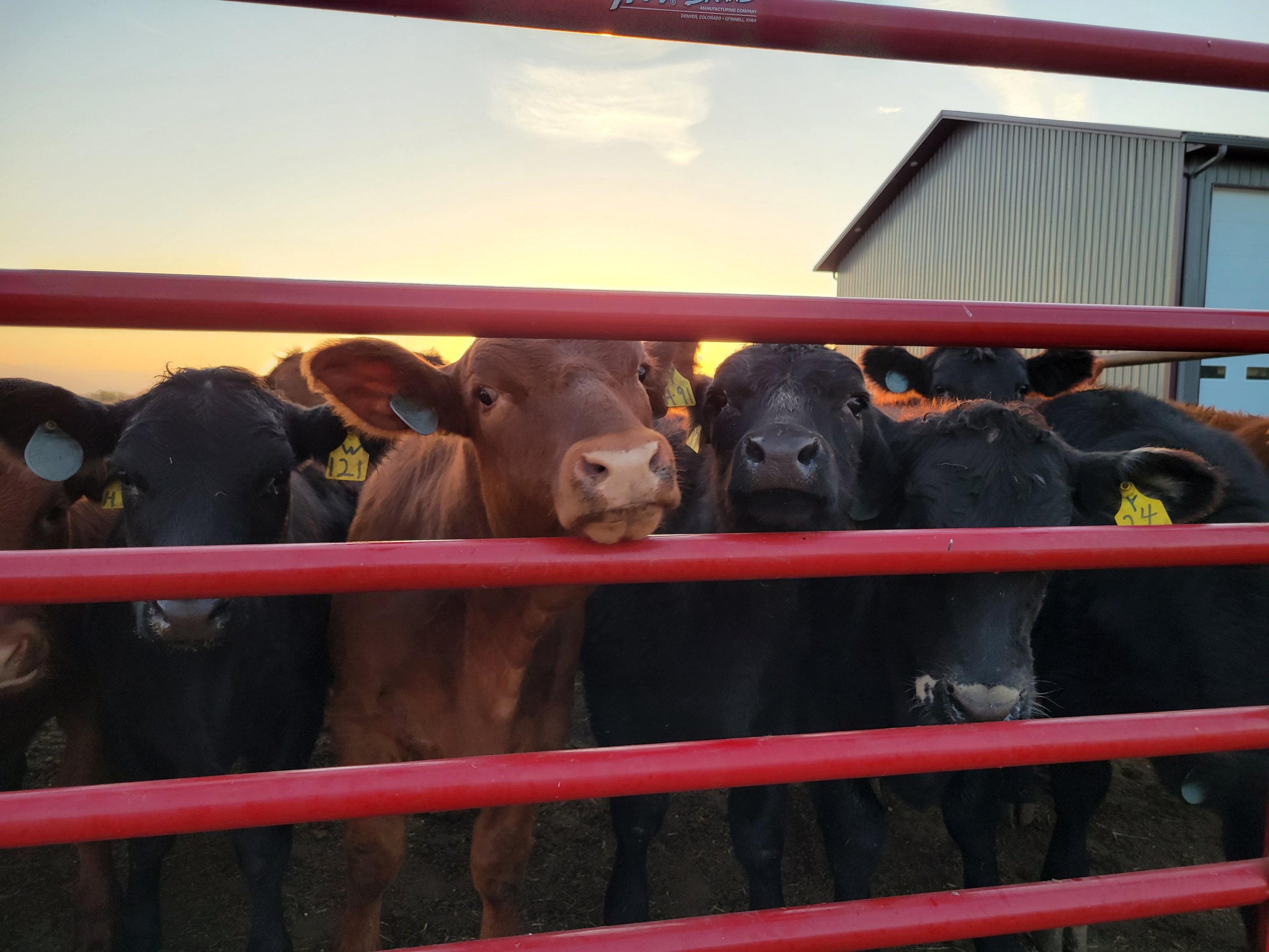Felicia+Heavican+-+20231011_074948 Cattle peering through a red fence at sunset, with visible ear tags indicating identification numbers. A barn is in the background, enhancing the rural farming atmosphere.