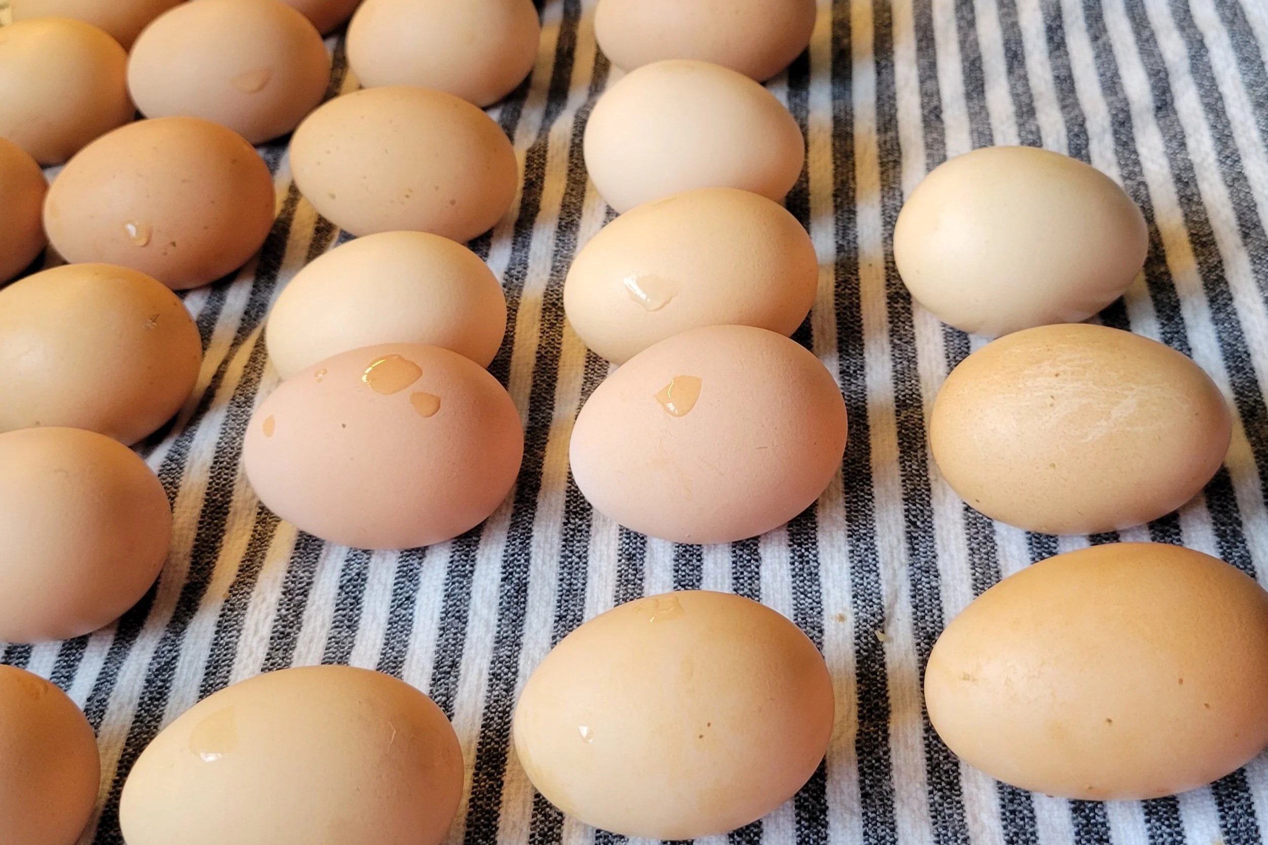 Felicia+Heavican+-+20240607_111643 Fresh, unwashed eggs arranged on a striped cloth, showcasing various shades of brown and cream, with some droplets of water on the surface, emphasizing their freshness and natural appearance.