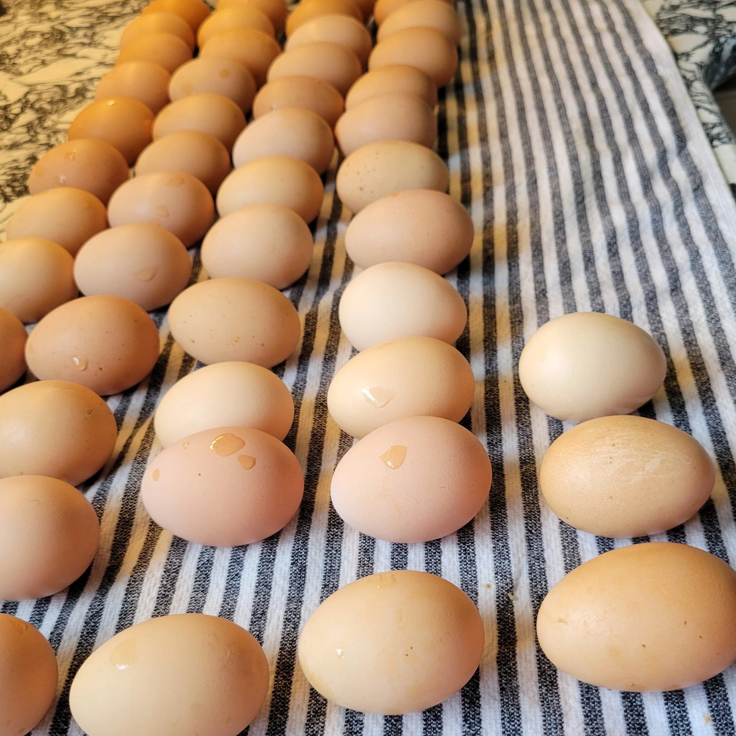 Fresh farm eggs arranged on a striped kitchen towel, showcasing a variety of natural brown and cream colors, with some eggs displaying droplets of water.