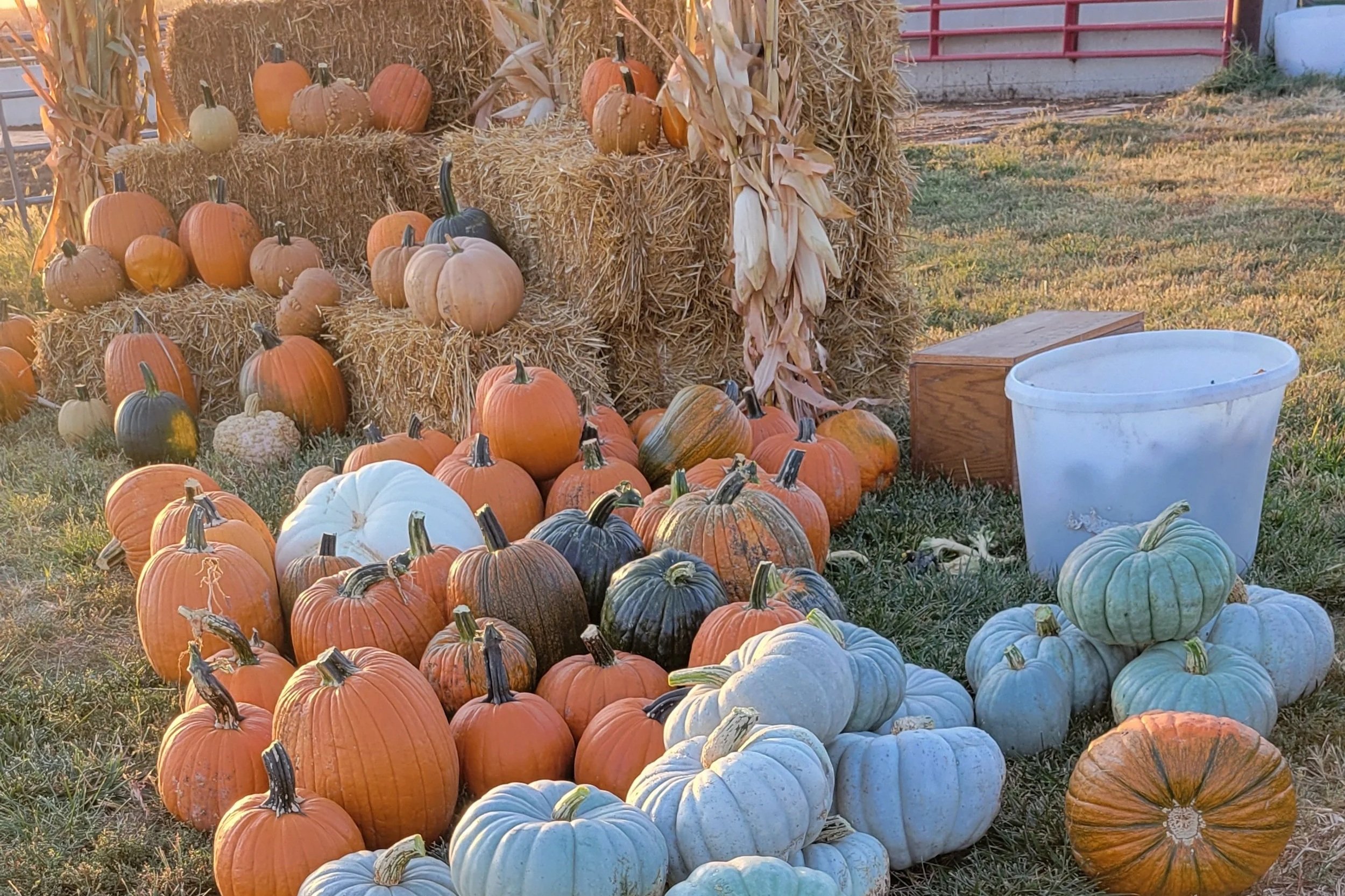 Felicia+Heavican+-+20241003_075543 Colorful assortment of pumpkins in various shapes and sizes, including orange, white, and blue varieties, arranged near straw bales on a grassy field, showcasing a festive autumn scene.