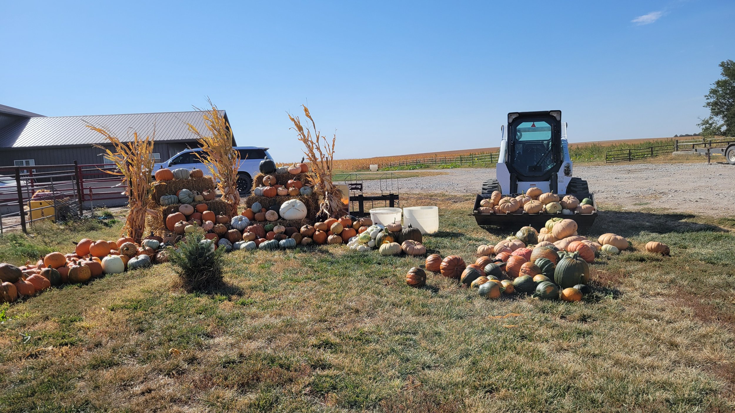 Felicia+Heavican+-+20241005_113350 Pumpkin display in a farm setting featuring a variety of pumpkins and gourds arranged with hay bales, alongside a small tractor transporting more pumpkins. Clear blue sky and farmland in the background, showcasing autumn harvest activities.