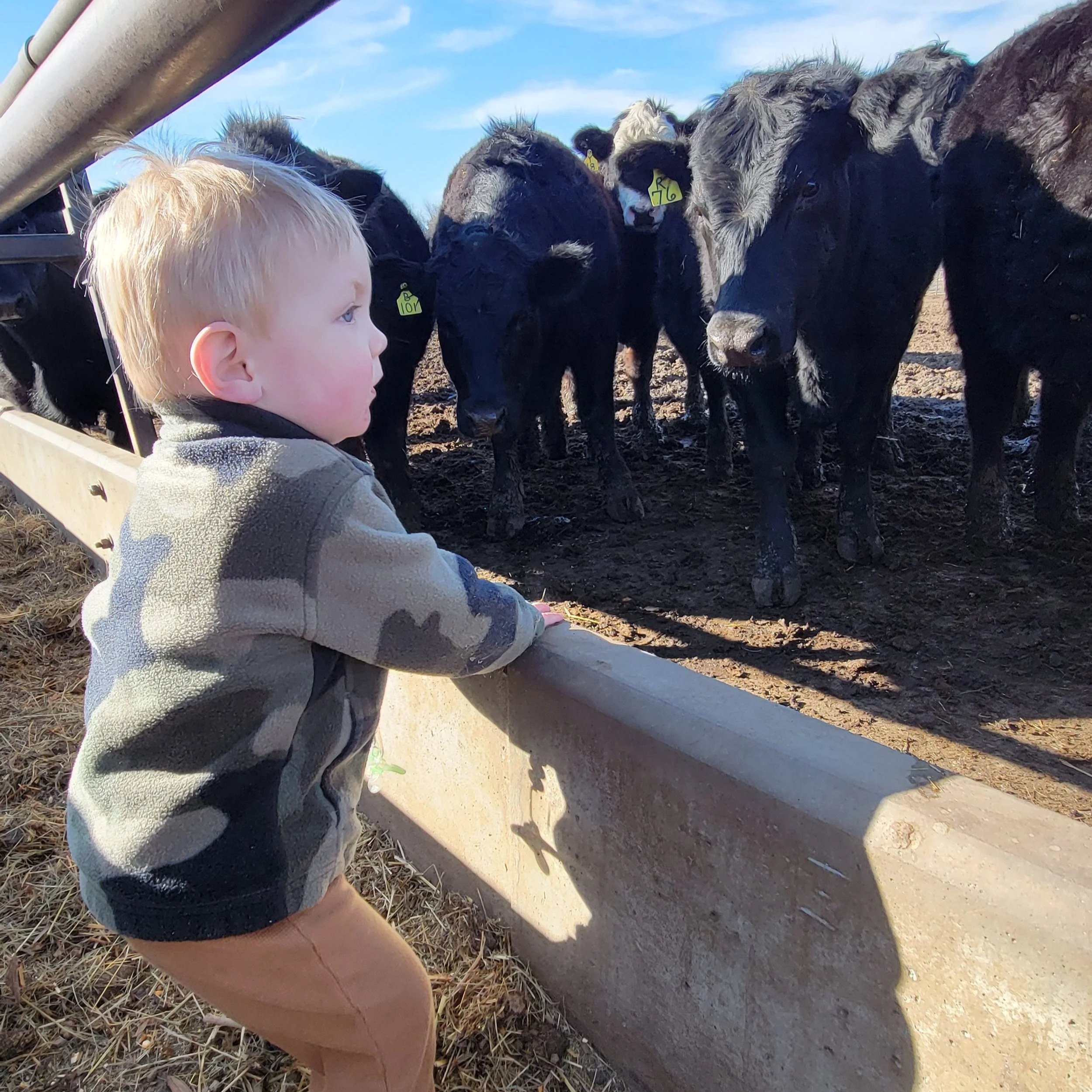 Felicia+Heavican+-+20250311_163944 Young child observing black cattle in a farm setting, leaning over a fence while interacting with the animals on a sunny day.