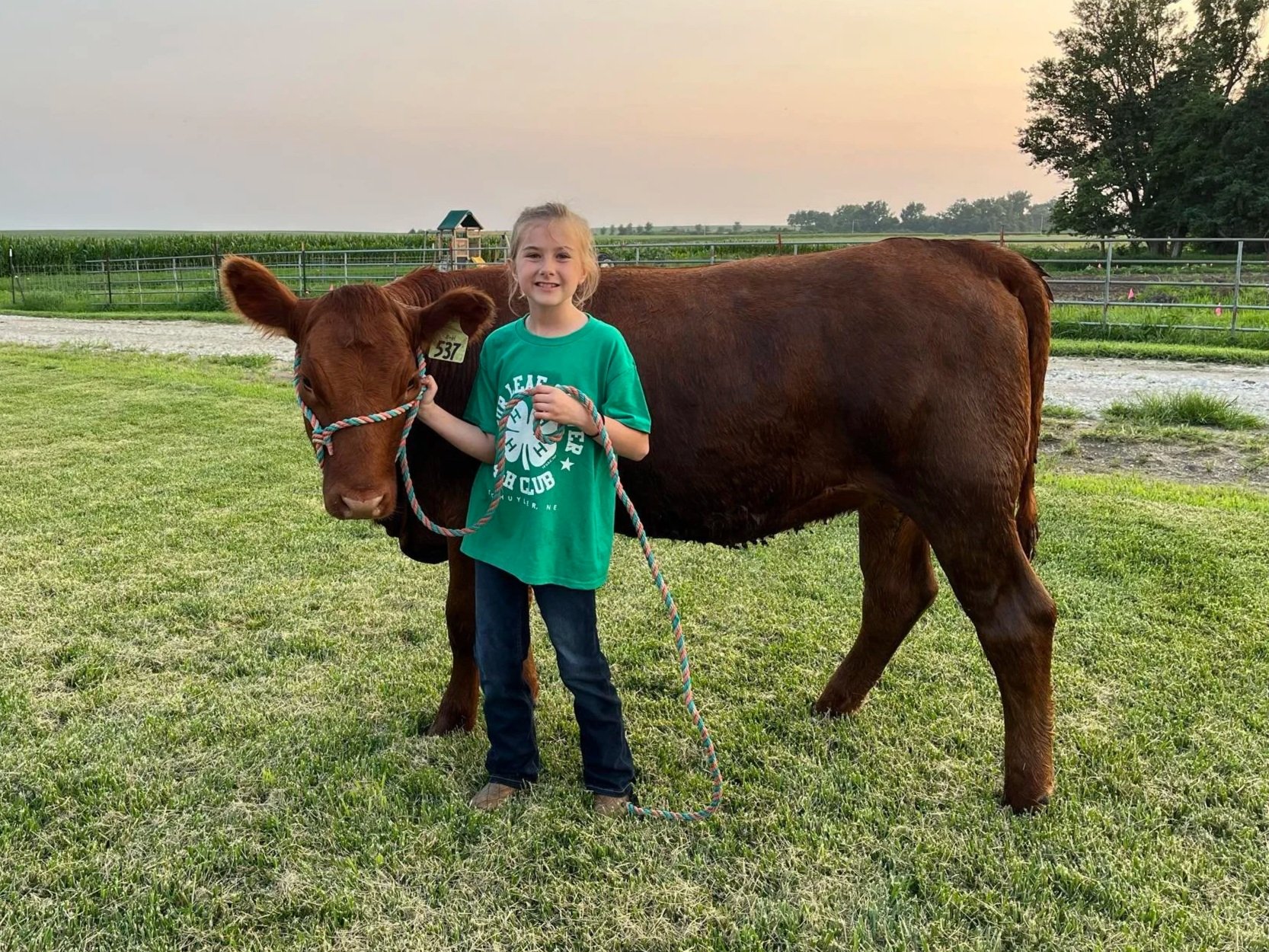 Felicia+Heavican+-+Messenger_creation_c4d669fd-886f-4da0-8a0e-98c5a091a378 Young girl in a green shirt standing next to a brown calf, holding a colorful rope halter, on a grassy field with a farm background at sunset.